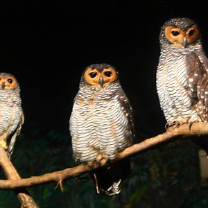 World of Darkness - Spotted Wood Owl