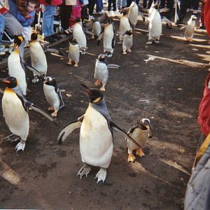 Penguin Parade