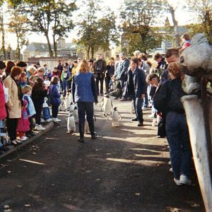 start of Penguin parade