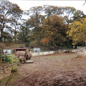 Rhino family October 1991
