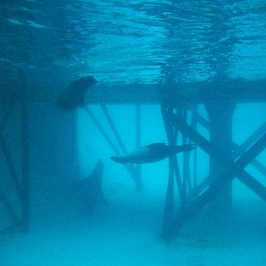 Californian Sealions 27th December 2012