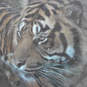 Sumatran Tiger 27th December 2012