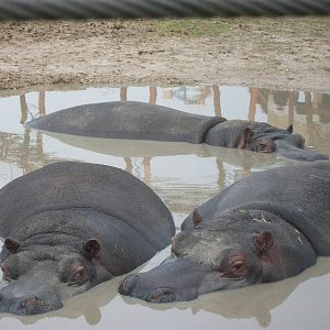 Common Hippopotamuses 27th December 2012