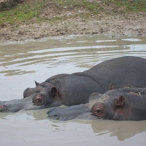 Common Hippopotamuses 27th December 2012