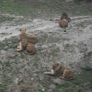 African Lions 27th December 2012