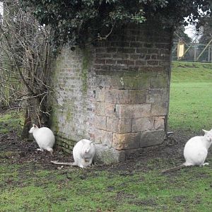 Albino Bennett's Wallabies 27th December 2012