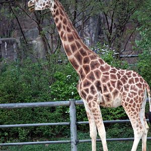 The giraffe which is older.