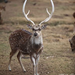 axis deer buck