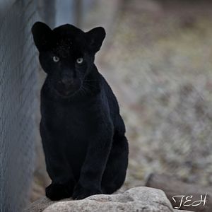 baby black jaguar