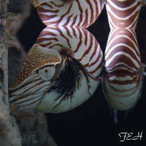 chambered nautilus