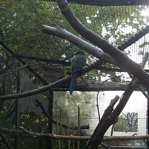 unknown parrot species