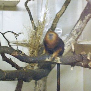 golden headed lion tamarin