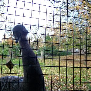 curious rhea