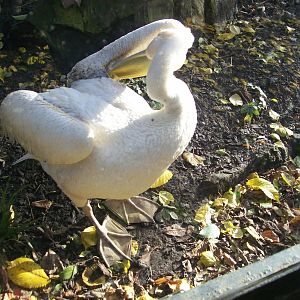 pelican grooming