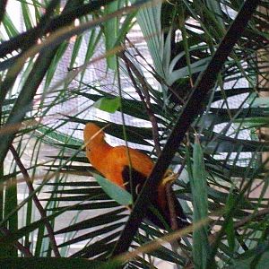 andean cock of the rock