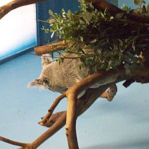 queensland koala