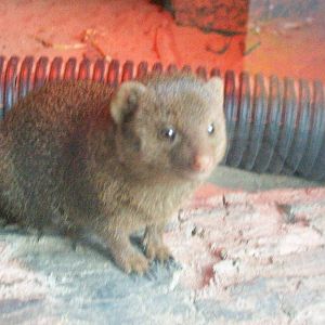 dwarf mongoose