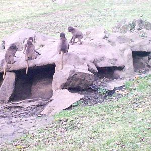 gelada baboons