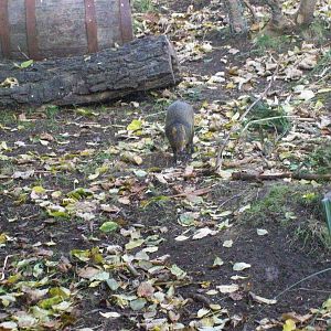 brazilian agouti