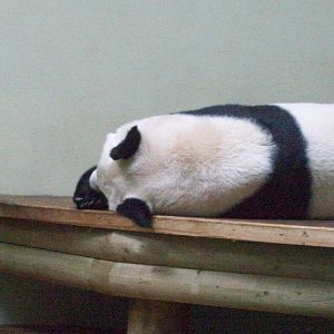 giant pandas