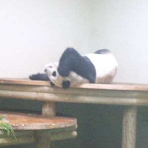 giant pandas
