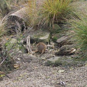 meerkats