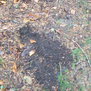 signs of roe deer inhabitance