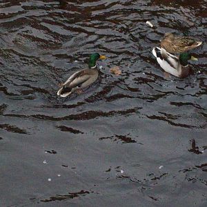 mallard ducks in the new town, edinburgh