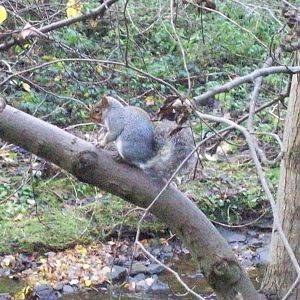 gray squirrel in the new town,edinburgh