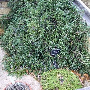 Edinburgh royal botanical gardens