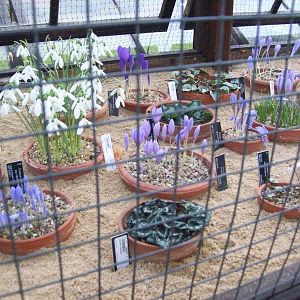 Edinburgh royal botanical gardens