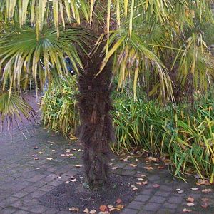 Edinburgh royal botanical gardens