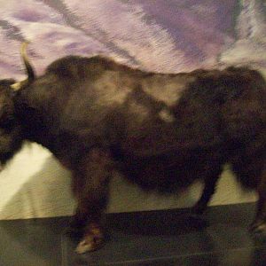 National museum of scotland