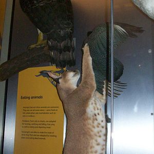 National museum of scotland