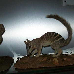 national museum of scotland