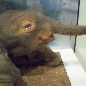 national museum of scotland