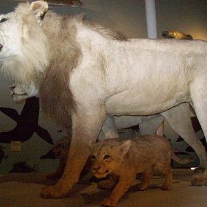 national museum of scotland