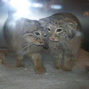 national museum of scotland