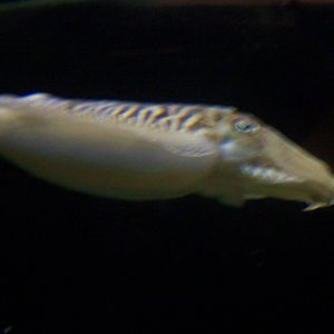 macduff aquarium