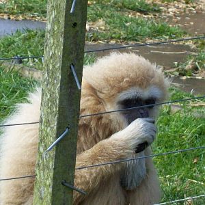 Oldest lar gibbon in europe