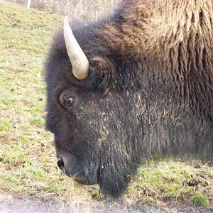 american bison