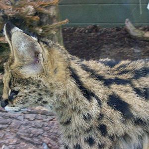 serval