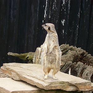 meerkat