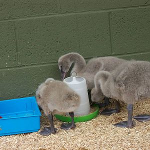 cygnets