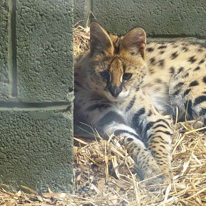 serval