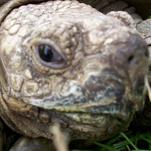 toroise close up