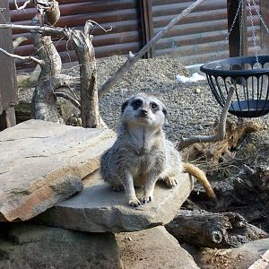 meerkat