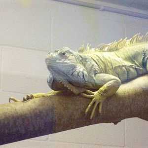 green iguana