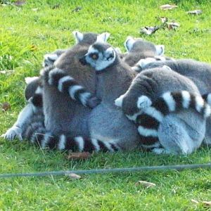 lemur ball
