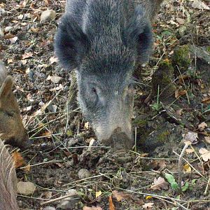 wild boar family
